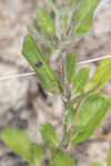 Oblongleaf snakeherb